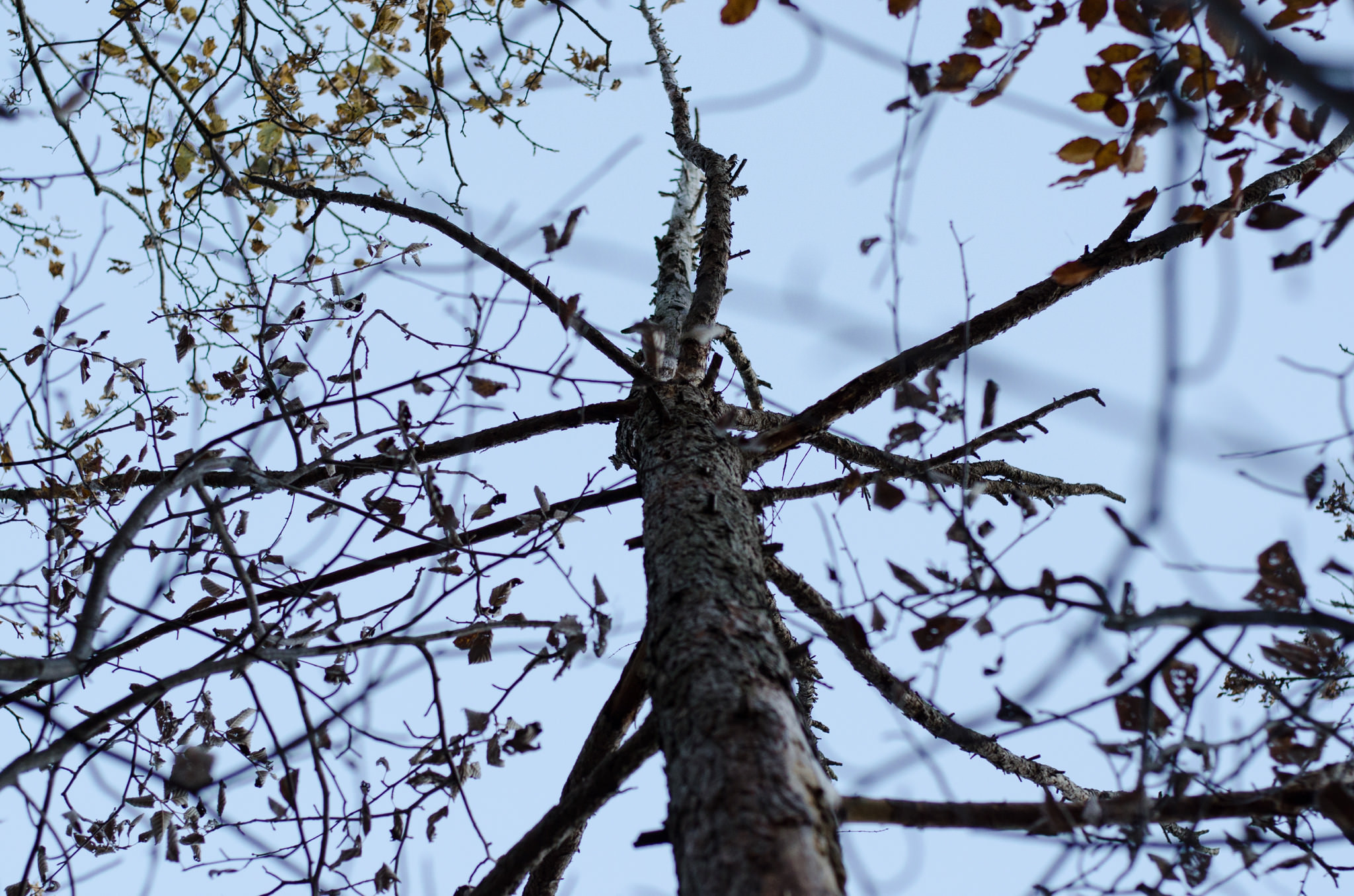 fall-tree-leaves-bare