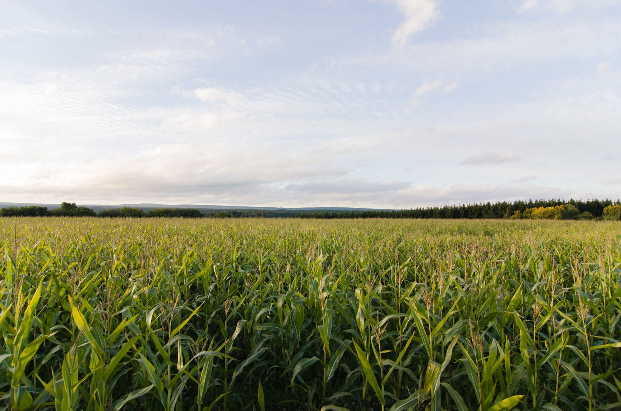 field-nature