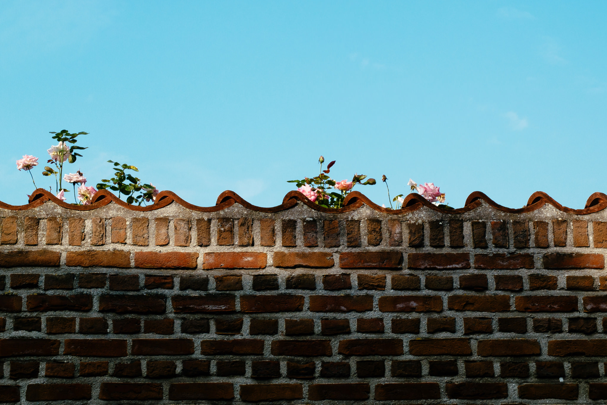 wall-flowers