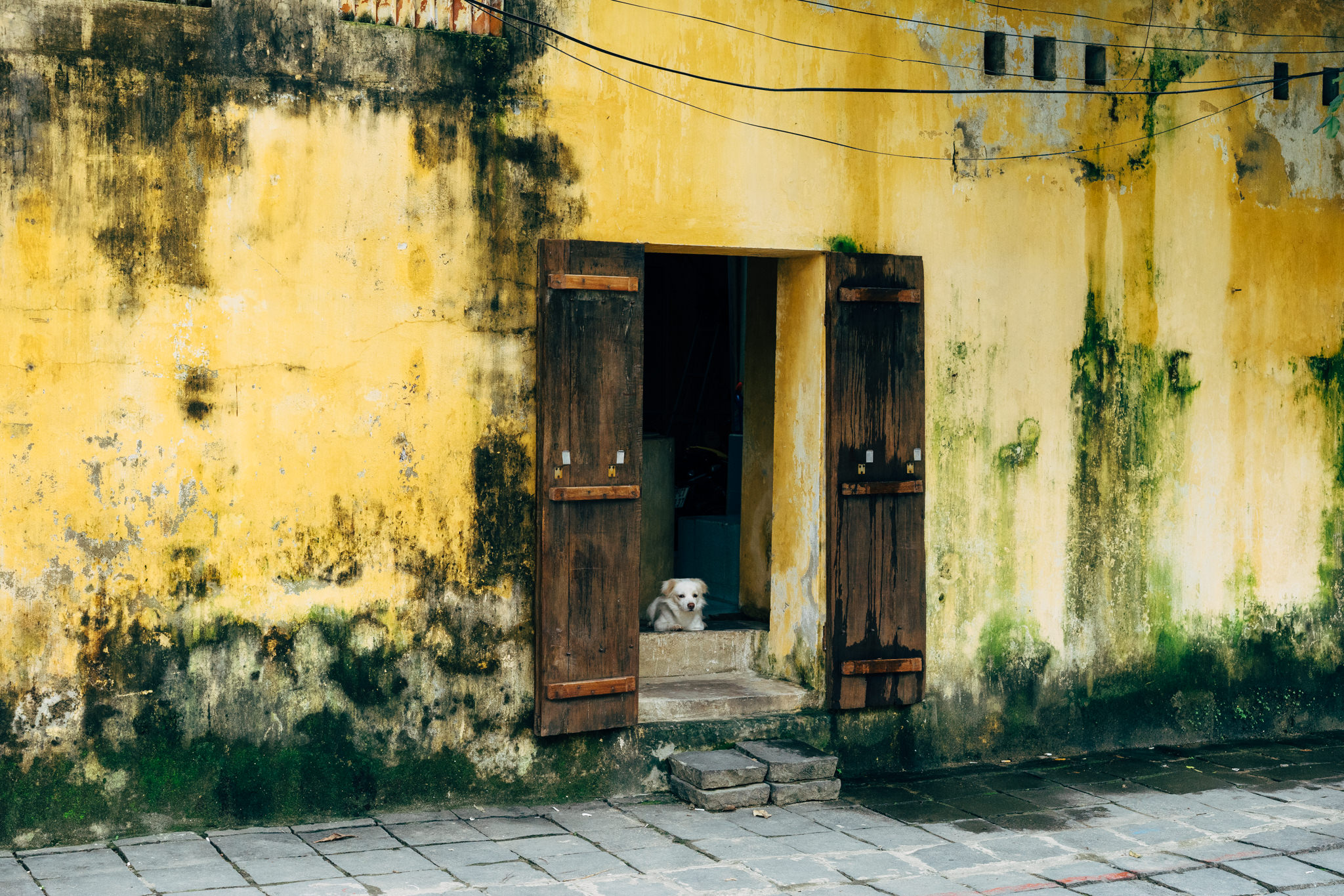 dog-door-sleep-vietnam