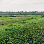 farmer-vietnam-hoi-an