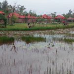 vietnam-lawn