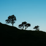Auckland Nature Trees Silhouette