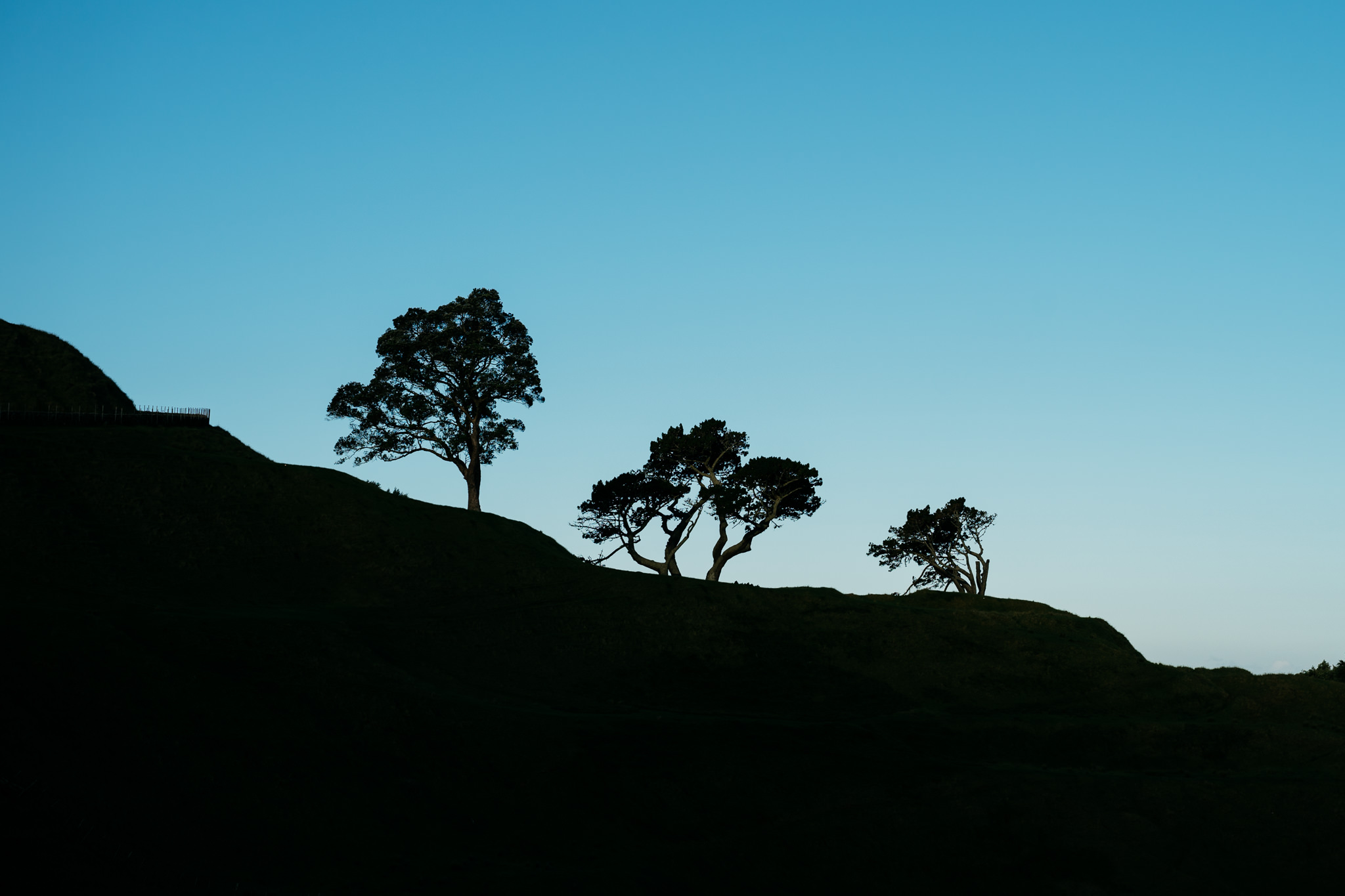 Auckland Nature Trees Silhouette