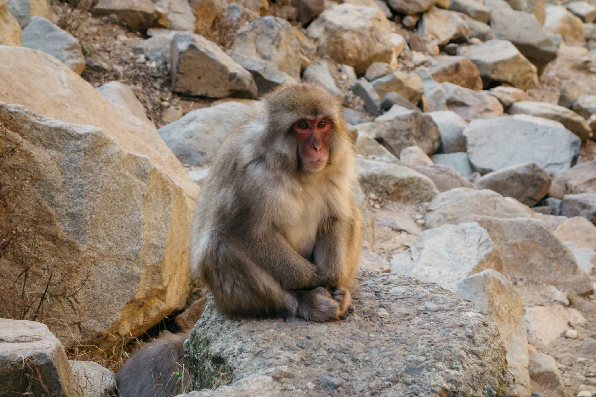 Jigokudani Monkey Park 04