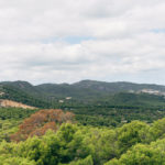 Landscape Forest Trees Green Palma Mallorca