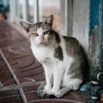 bangkok-thai-lifestyle-city-cat
