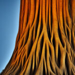 warm-roots-wooden-tree-2