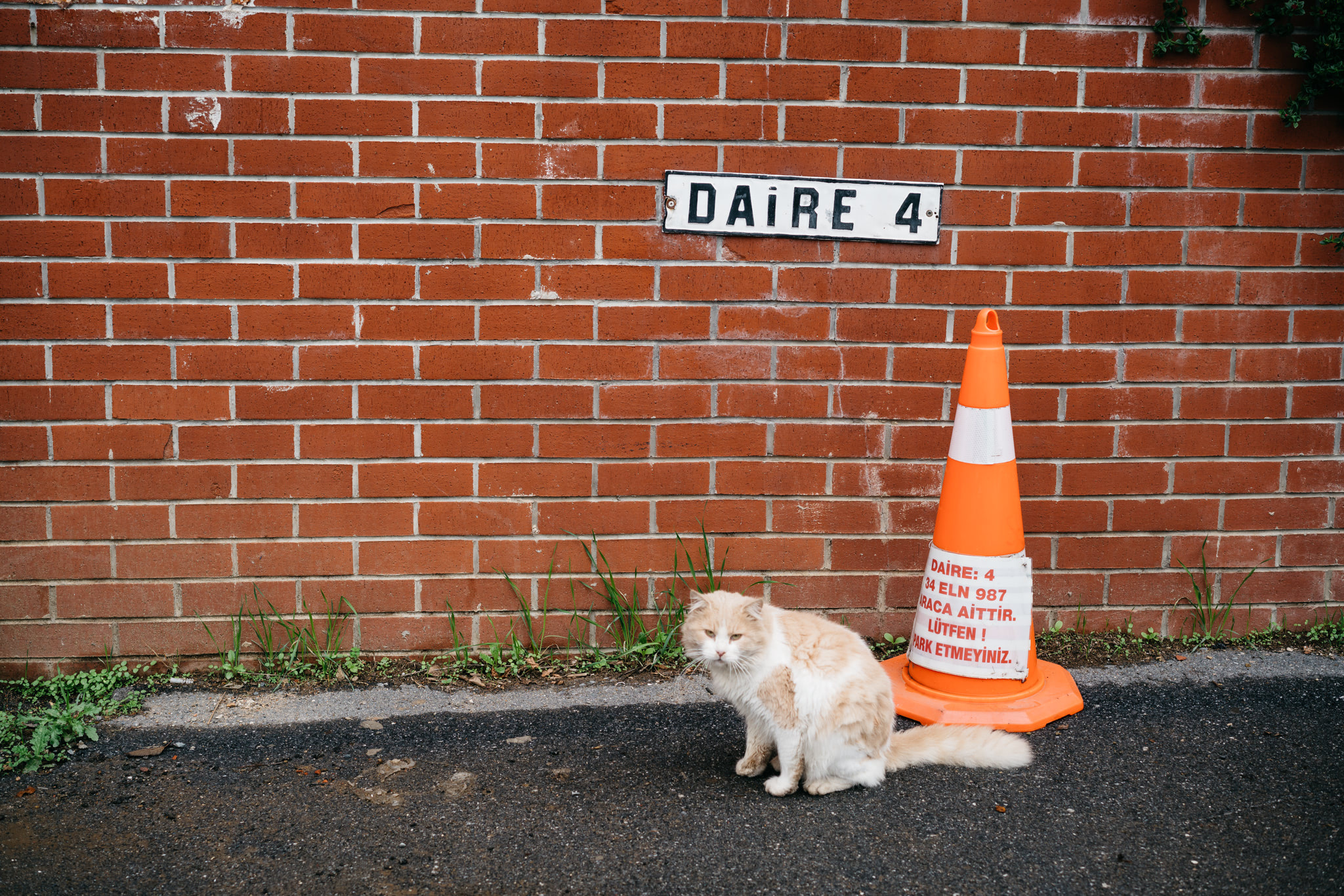 turkish-cat-cone