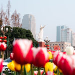 chengdu-spring-flower