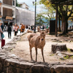 miyajima-deer-sunny-day